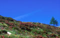 <center>Prairie au-dessus du LOZON. prairie,rhododendron 